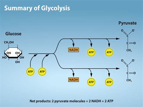 The final product of glycolysis is two molecules of ______. - step 5. Glucose is present in the cytoplasm. step 6. Two PGAL gain two phosphate groups from the cytoplasm. step 7. Two 3-carbon pyruvate molecules form as the end products of glycolysis. step 8. Aerobic respiration produces ________ and ________ . …